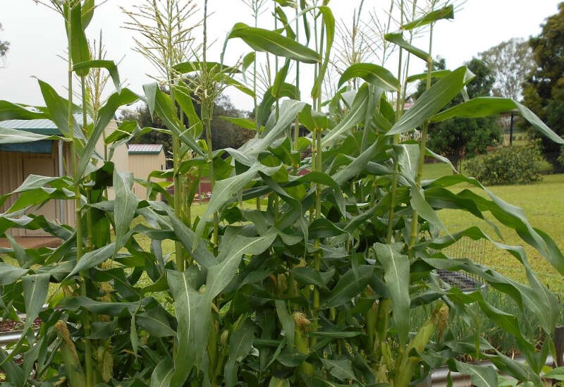 sweetcorn- growth and storage maturing plants